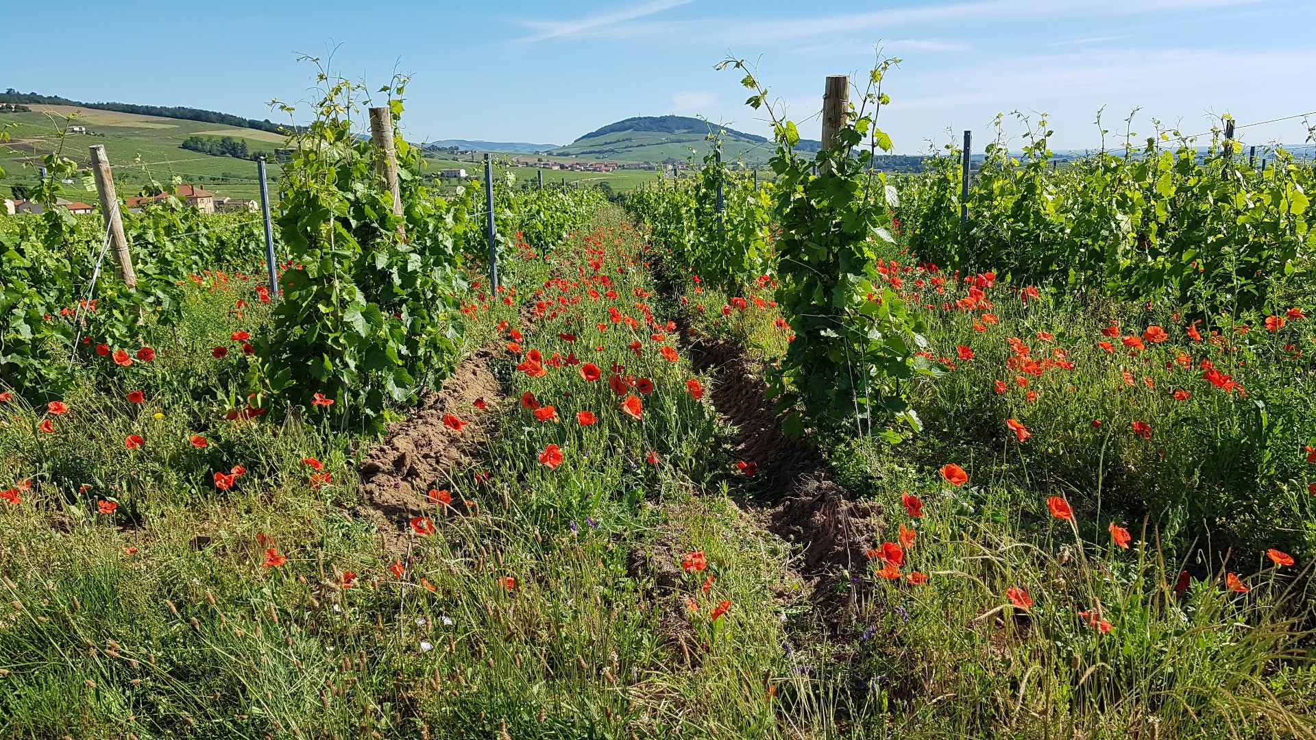 Domaine des Fourquières - Vins du Beaujolais